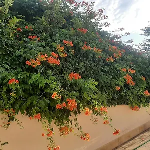 The Orange Groove , Bari Olaszország